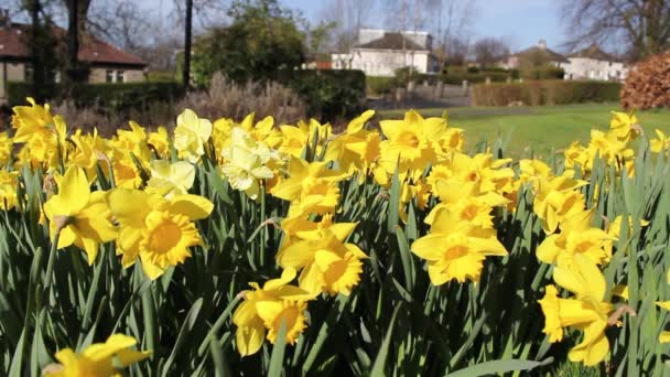 Beautiful yellow daffodils in the park, footage — Stock Video