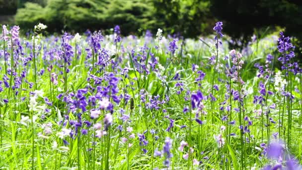 Szép tavaszi bluebell erdő, Hd felvétel. — Stock videók