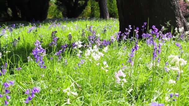 Belle forêt printanière de Bluebell, des images HD — Video