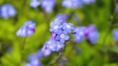 Korun, Bahar mavi çiçekler, Hd ayak