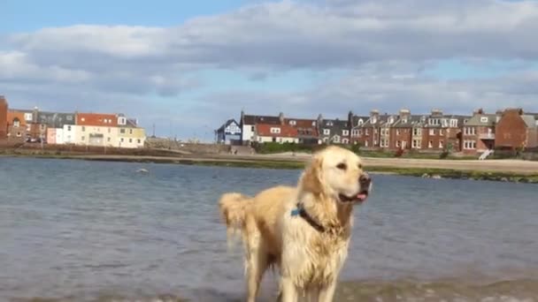 Golden Labrador sur la plage, des images HD — Video