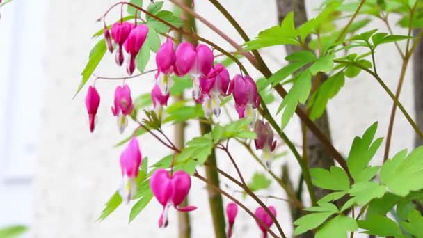 Beautiful bleeding heart flowers in the wind, HD footage — Stock Video