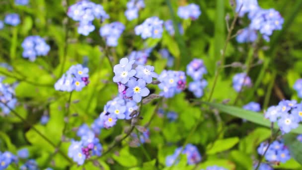 Forget-me-nots, την άνοιξη μπλε λουλούδια, πλάνα Hd — Αρχείο Βίντεο