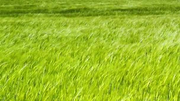 Campo verde de cebada soplando en el viento y el cielo azul, HD — Vídeos de Stock