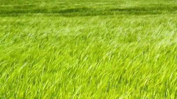 Champ vert d'orge soufflant dans le vent et le ciel bleu, En Haute Qualité 