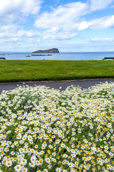 Printemps marguerites fermer arrière-plan — Photo