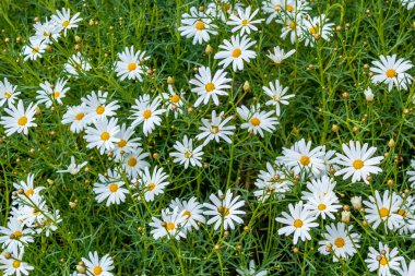 Bahar beyaz papatyalar arka plan kadar yakın