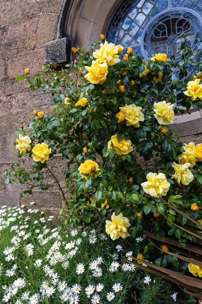 Żółte róże pnące — Zdjęcie stockowe
