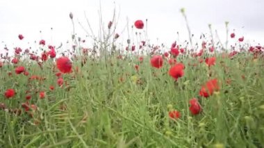 Rüzgarda kırmızı haşhaş tarlaları, Hd görüntüleri