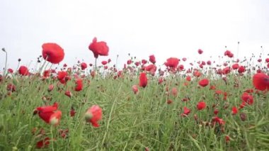 Rüzgarda kırmızı haşhaş tarlaları, Hd görüntüleri