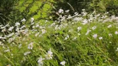 Rüzgarda papatyaçayırı, Hd görüntüleri