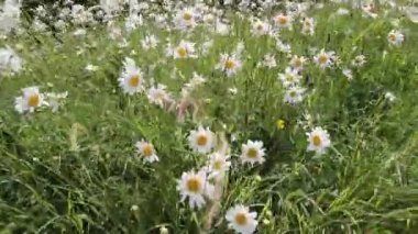 Rüzgarda papatyaçayırı, Hd görüntüleri