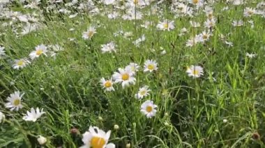 Rüzgarda papatyaçayırı, Hd görüntüleri