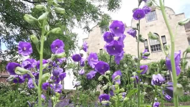 Фиолетовые цветы в саду, HD-съемка — стоковое видео