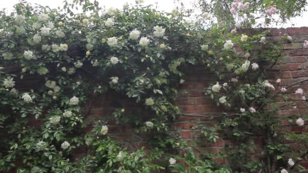 Bellissimi fiori bianchi climbinrg rosa in giardino, da vicino, filmati HD — Video Stock