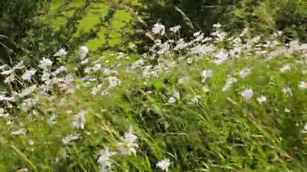 Gänseblümchenwiese im Wind, hd Filmmaterial — Stockvideo