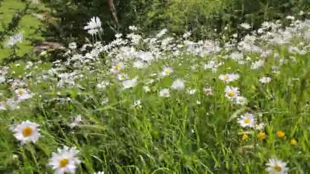 Pré de marguerites dans le vent, des images HD — Video