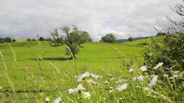 Английский пейзаж, Йоркшир, Англия, Великобритания, HD-кадры — стоковое видео