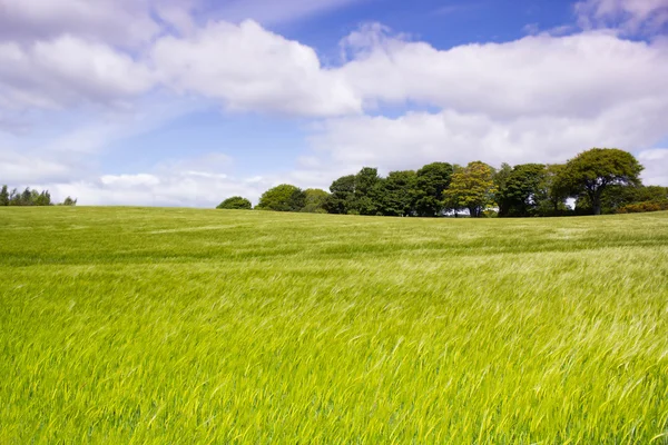 Hermoso paisaje de tarde con rayos en crecimiento en primavera, Escocia —  Fotos de Stock