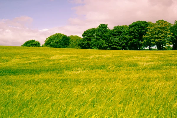Schöne, nachmittägliche Landschaft mit wachsenden Strahlen im Frühling, Schottland — Stockfoto