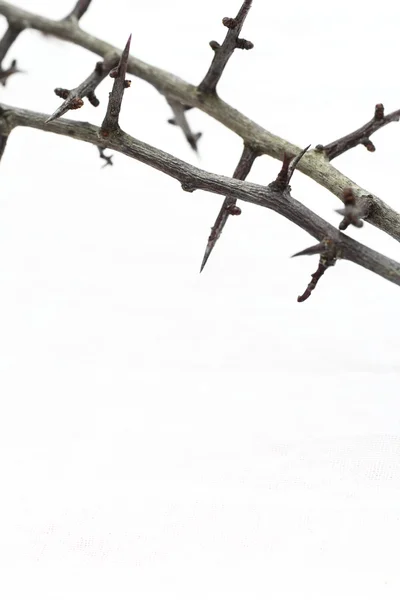 Espinhos contra tecido branco, fundo cristão com espaço de cópia . — Fotografia de Stock