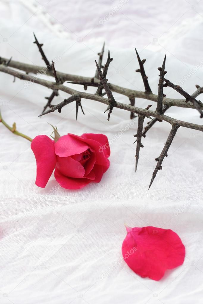 Thorns against white fabric and red rose petals, Christian background