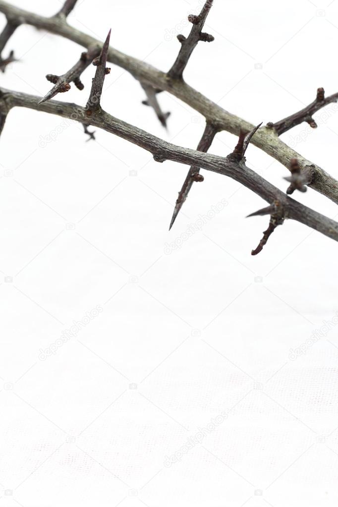 Thorns against white fabric, Christian background with copy space.