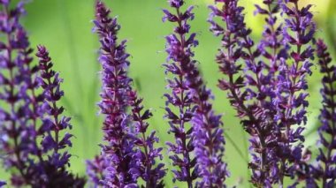 Ateş çiçeği, ortak adaçayı, Hd ayak mavi