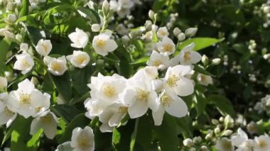 Yanlış Yasemin, sahte orange (Philadelphus)