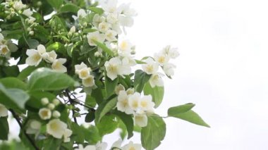 Yanlış Yasemin, sahte orange (Philadelphus)