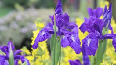 Menekşe Iris çiçeği. Rüzgar, Hd ayak