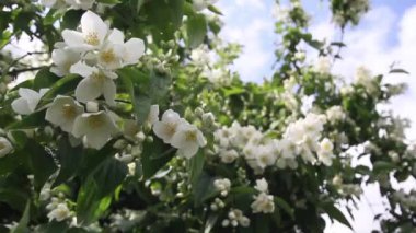 Yanlış Yasemin, sahte orange (Philadelphus)