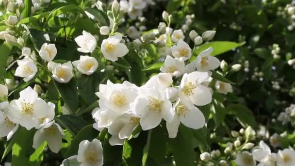 Ложный жасмин, Mock orange (Philadelphus) ) — стоковое видео