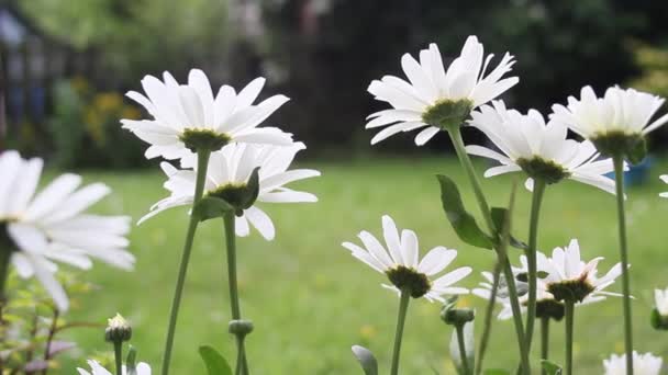 Närbild av prästkragar i trädgården i vinden, Hd film — Stockvideo