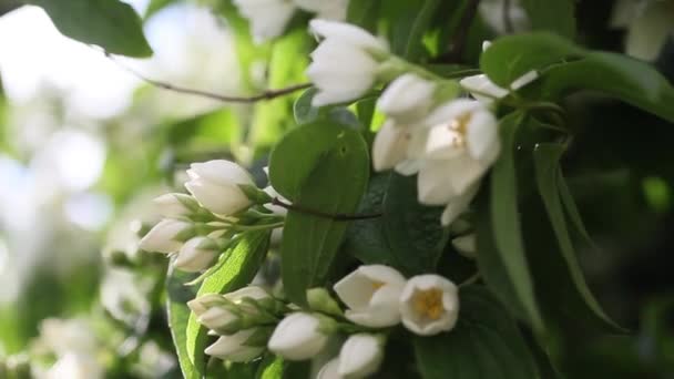 Falso jasmim, Mock orange (Filadélfico ) — Vídeo de Stock