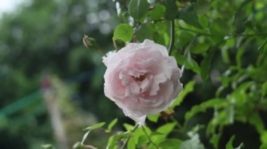 Pembe Gül bokeh ile tırmanma, Kaptan Christy Climbing, yakın hd görüntüleri