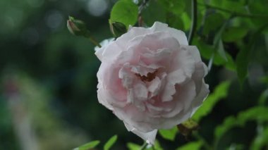 Pembe Gül bokeh ile tırmanma, Kaptan Christy Climbing, yakın hd görüntüleri