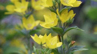 Bahçede güzel sarı çiçekler, Hd ayak, yakın