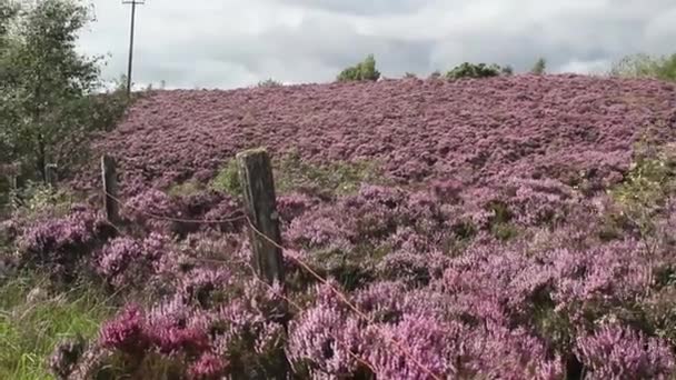 Campos de florescer urze, Escócia, imagens HD — Vídeo de Stock