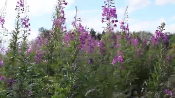 Campos de brezo floreciente, Escocia, imágenes de alta definición — Vídeo de stock