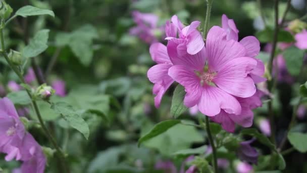 Gyönyörű rózsaszín kerti virág, közelkép, Hd felvétel — Stock videók