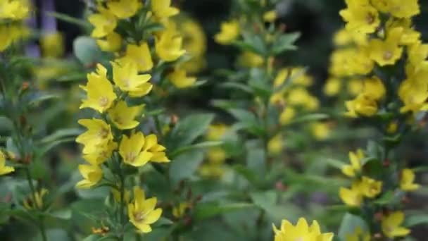 Hermosas flores amarillas en el jardín, de cerca, imágenes de alta definición — Vídeo de stock