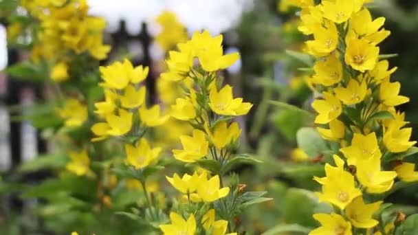 Hermosas flores amarillas en el jardín, de cerca, imágenes de alta definición — Vídeo de stock