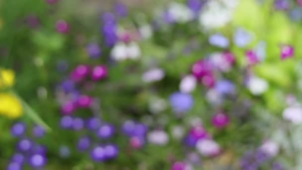 Цветы голубой лобелии крупным планом, HD-съемка — стоковое видео