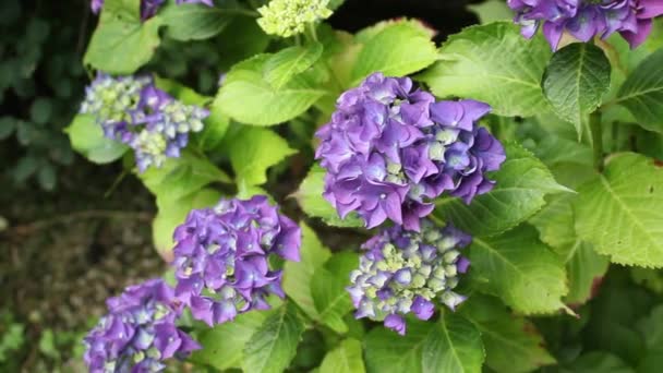 Hyndrangea no jardim, imagens HD — Vídeo de Stock