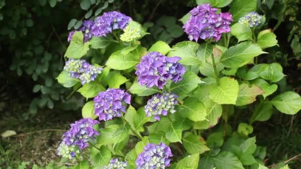 Hyndrangea no jardim, imagens HD — Vídeo de Stock