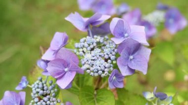 Ortanca çiçeği, Hd ayak