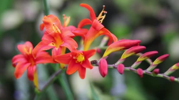 Belle fleur rouge dans le jardin, gros plan, des images HD — Video