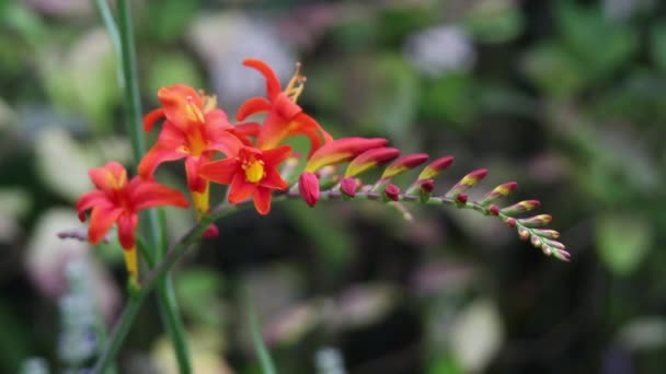 Vacker röd blomma i trädgården, närbild, Hd film — Stockvideo