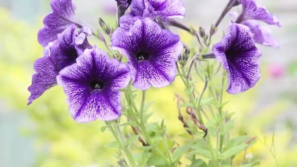 Violet Surfinia petunia, Hd-beelden — Stockvideo